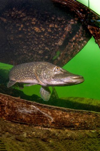 Pike7 d1587.jpg