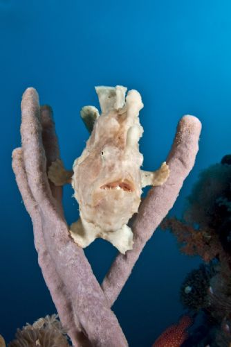 Frogfish D1534