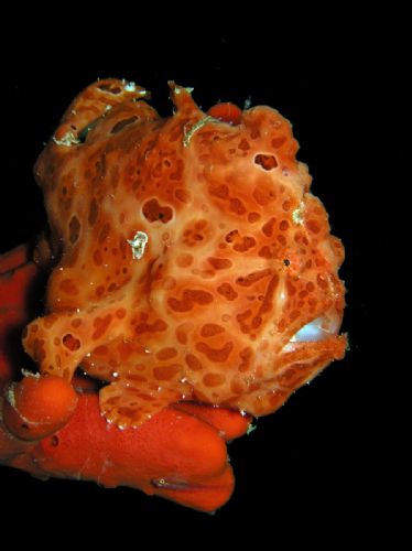 Frogfish2 d1168