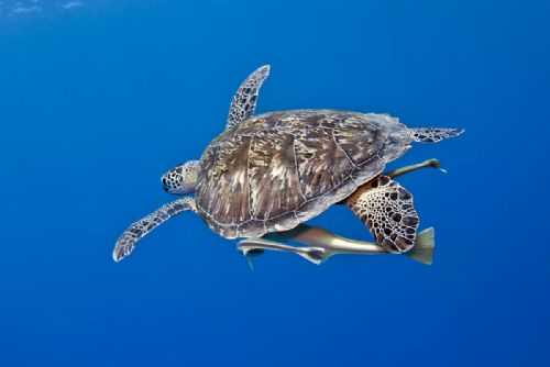 Green Turtle
