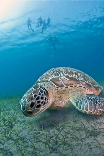 Green turtle1 d1602