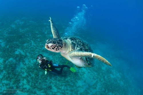 Green turtle and Maud3 d1638