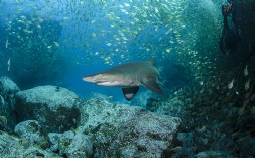 Grey Nurse shark3 d2489