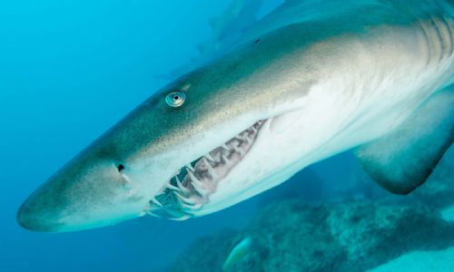 Grey Nurse Shark8 d2046