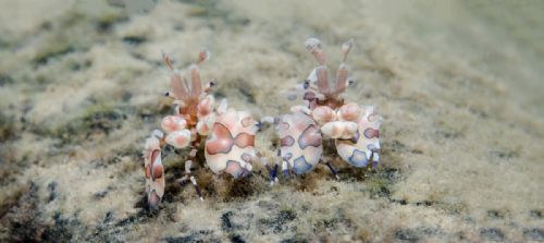 Harlequin shrimps1 d2310