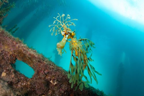 Leafy Sea Dragon