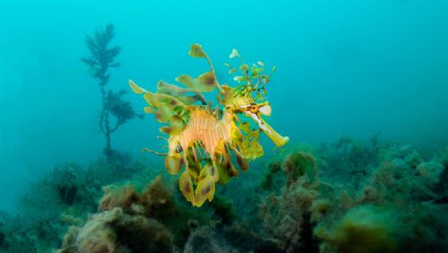 Leafy Sea Dragon