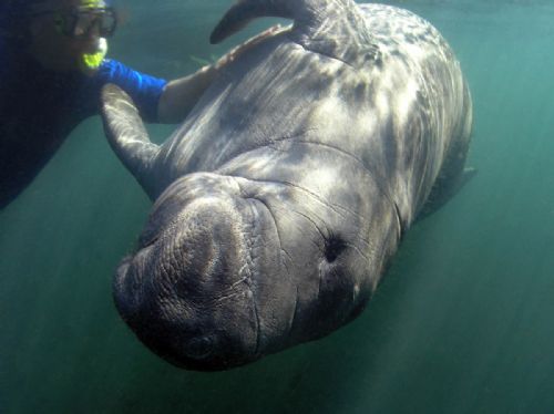 Manatee