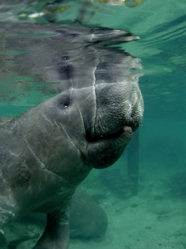 Manatee