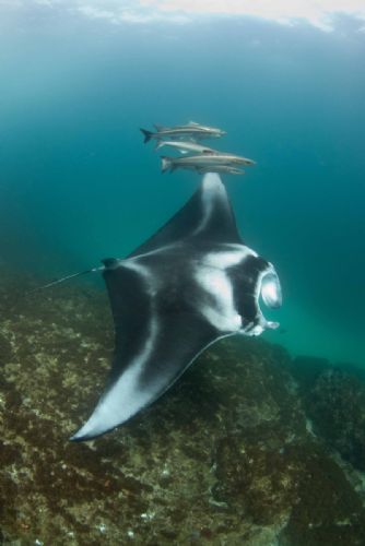 Manta Ray1 d1914