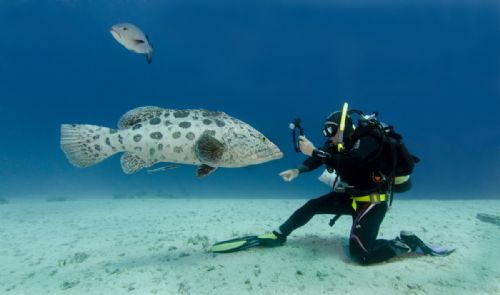 Potato Cod -v- Mick Todd1 d2101