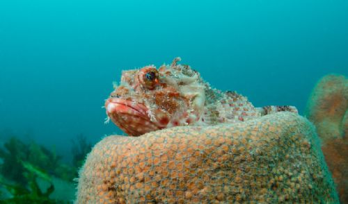 Rock Cod d2353