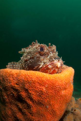 Scorpionfish