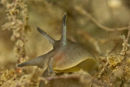 Sea Hare Swanage UK Sep 07