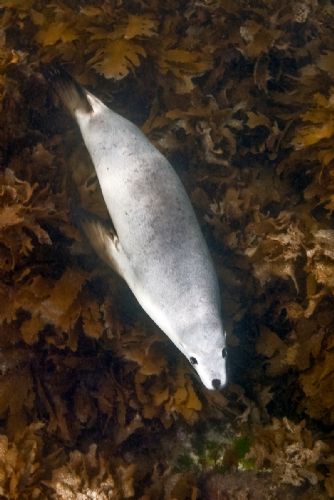 Sea Lion South Australia