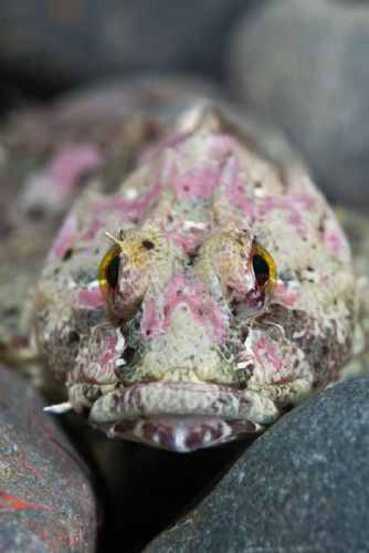 Sea Scorpion2 Eyemouth UK Sep 08