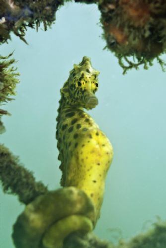 Seahorse2 d1708