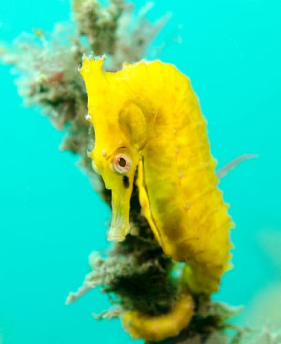 Seahorse