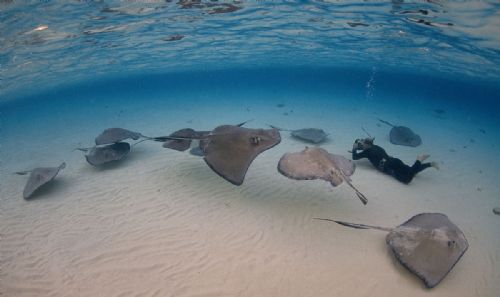 Stingrays Grand Cayman Jan 08