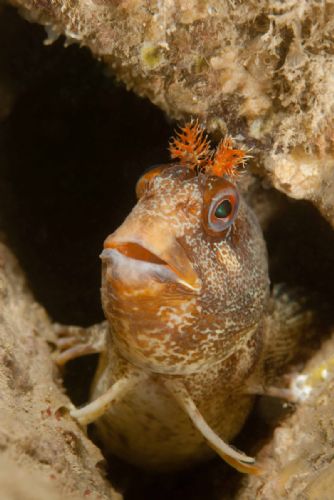 Tompot Blenny d1477.jpg