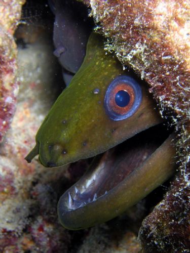 Undulate Moray Eel1 d1202