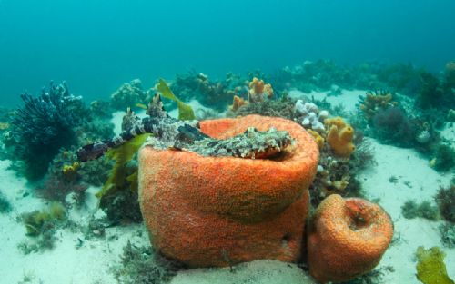 Wobbegong shark1 d2339