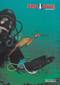 ProDive brochure 