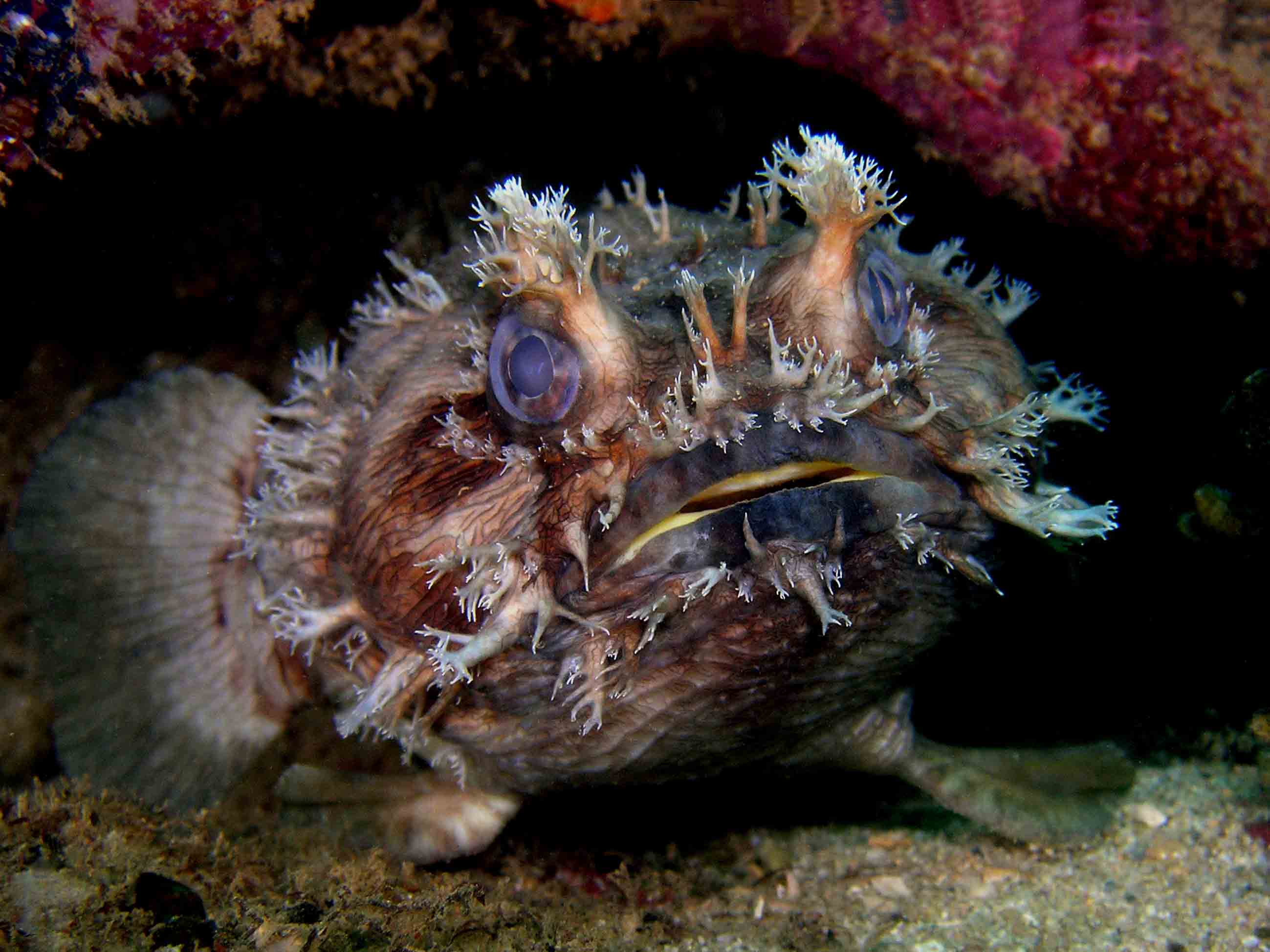 Toadfish