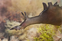 Photograph of Sea Hare, required by Oceanic UK