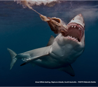 Shark Image